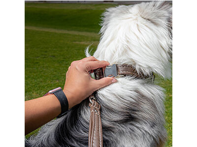 OakAndBerryQuickReleaseCollar